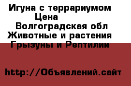 Игуна с террариумом › Цена ­ 7 000 - Волгоградская обл. Животные и растения » Грызуны и Рептилии   